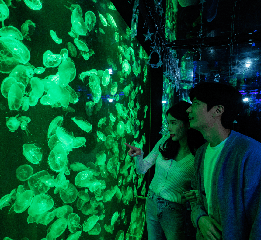 초록빛 수조에 떠다니는 해파리를 보고 있는 커플 이미지